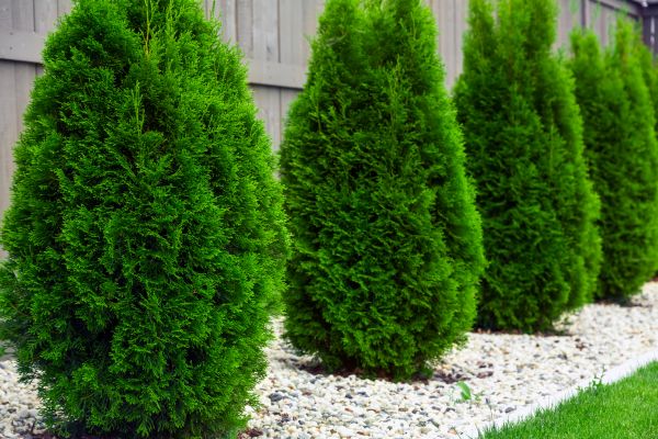 Arborvitae Planting in Plant City