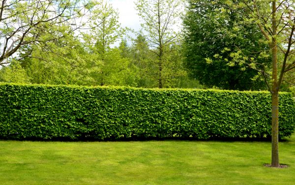Hedge Planting in Plant City