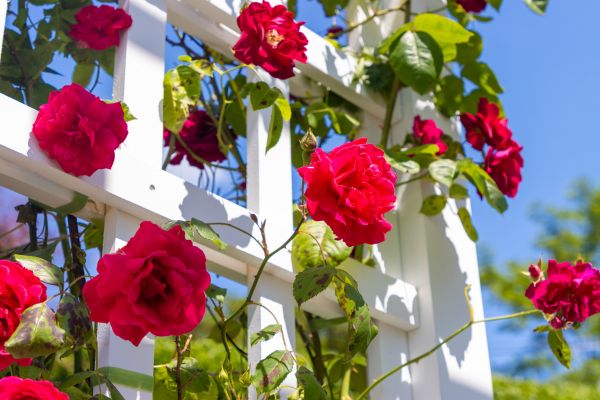 Home Gardening Service in Plant City