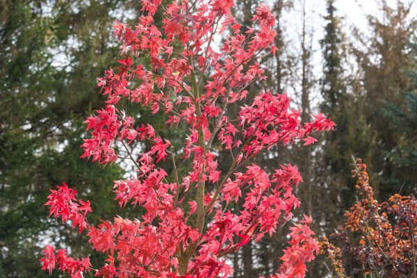 Japanese Maple Planting in Plant City