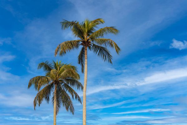 Palm Tree Planting in Plant City