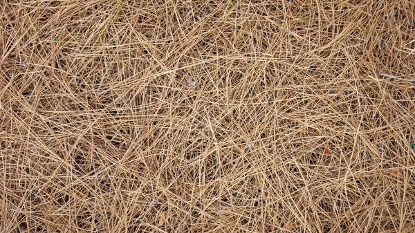 Pine Needles Delivery in Plant City