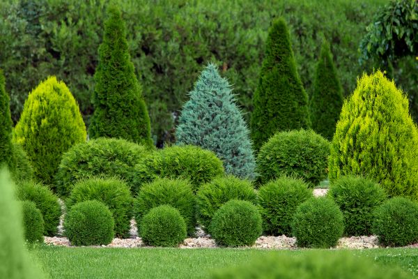 Shrub Installation in Plant City