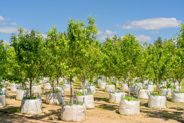 Tree Planting Service in Plant City