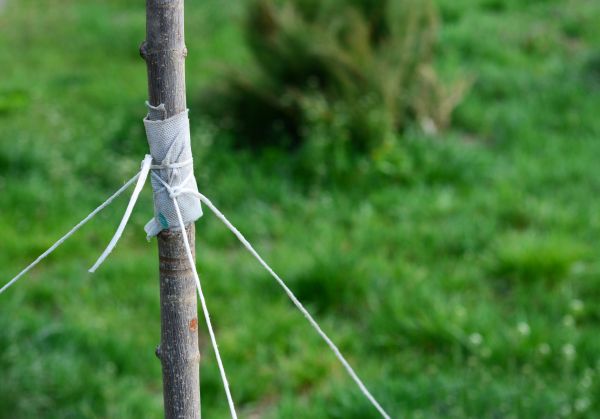 Tree Staking Service in Plant City