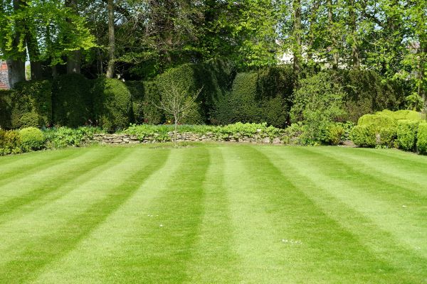 Lawn Renovation in Plant City