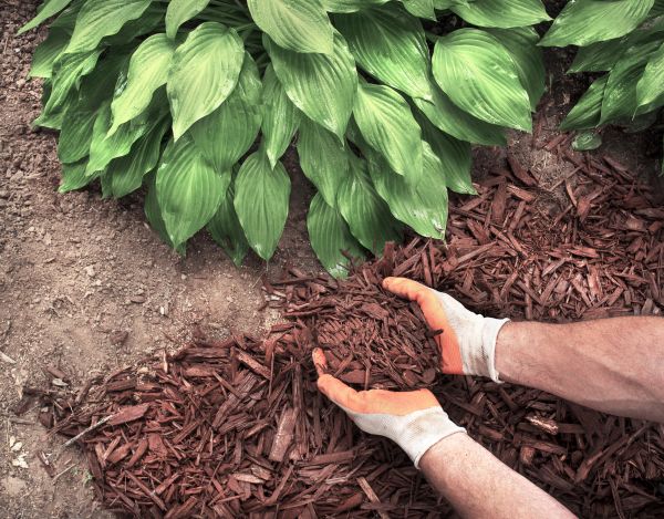 Shredded Mulch Service in Plant City