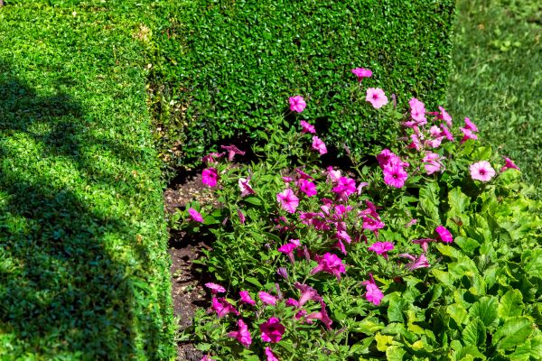 Softscaping Service in Plant City
