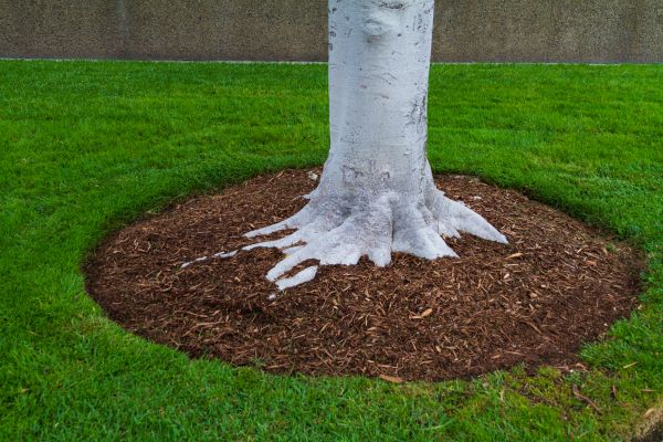 Brown Mulch Installation in Plant City