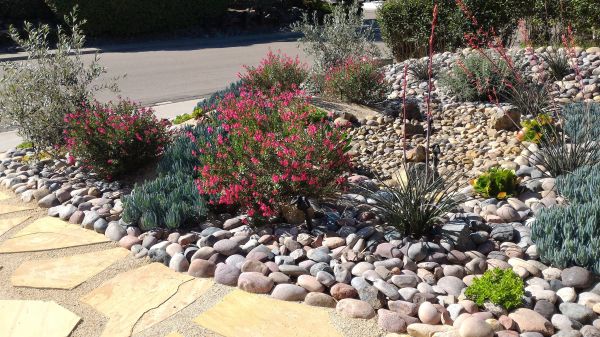 Xeriscape Landscaping in Plant City