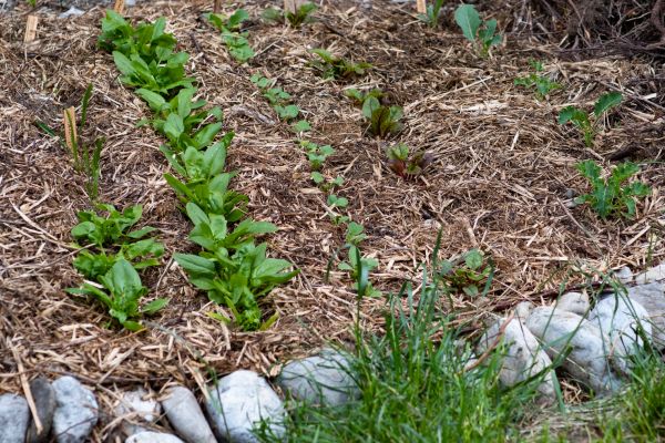 Mulch Service in Plant City
