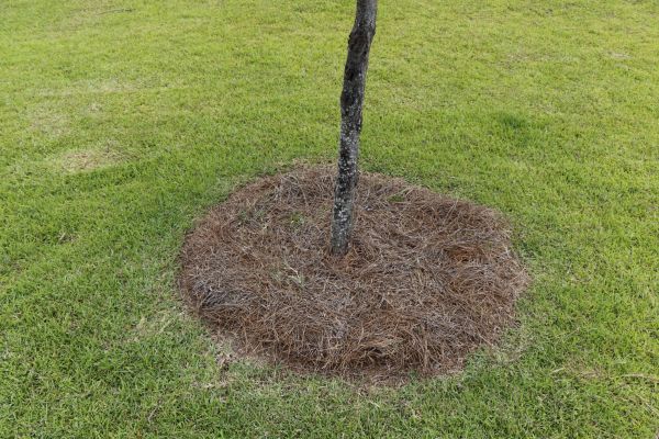 Pine Straw Spreading in Plant City