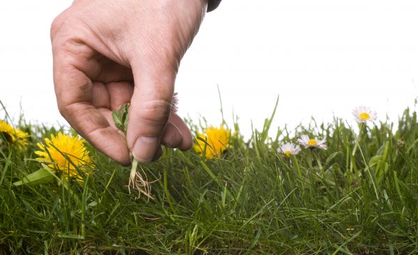 Lawn Weeding in Plant City