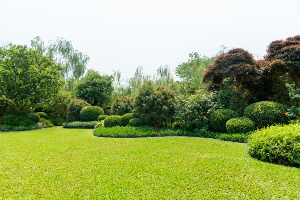Tree Landscaping in Plant City