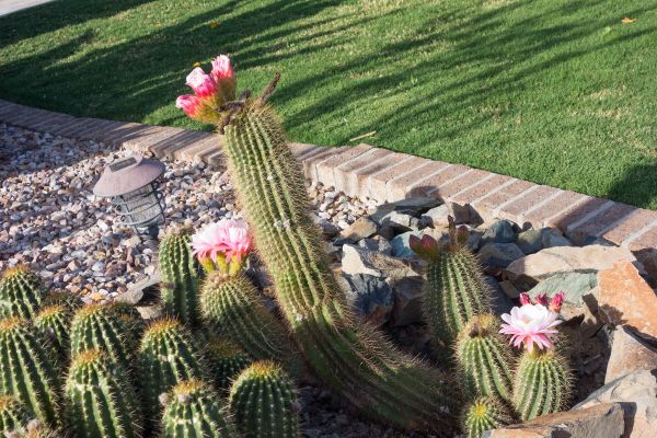 Desert Landscaping in Plant City