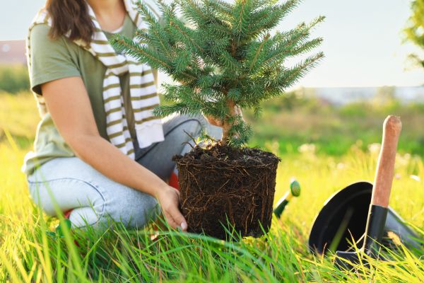Spruce Tree Planting in Plant City