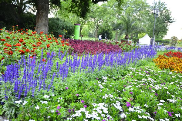 Perennials Planting in Plant City