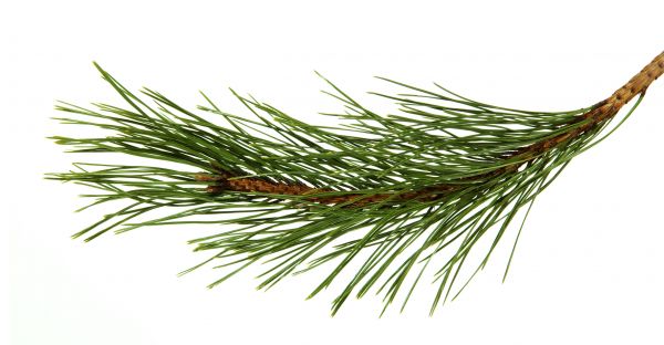 Pine Needles Installation in Plant City
