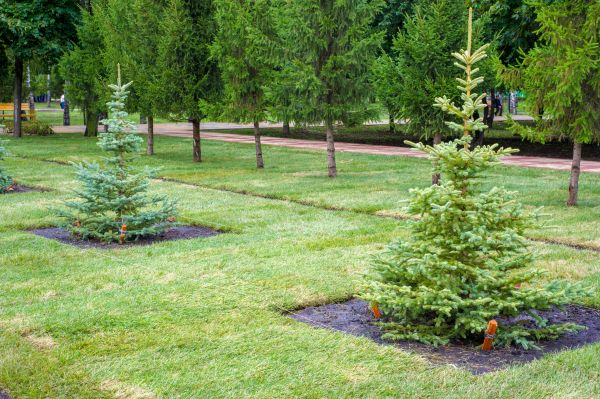 Privacy Trees Planting in Plant City