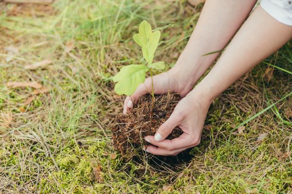 Oak Tree Planting in Plant City