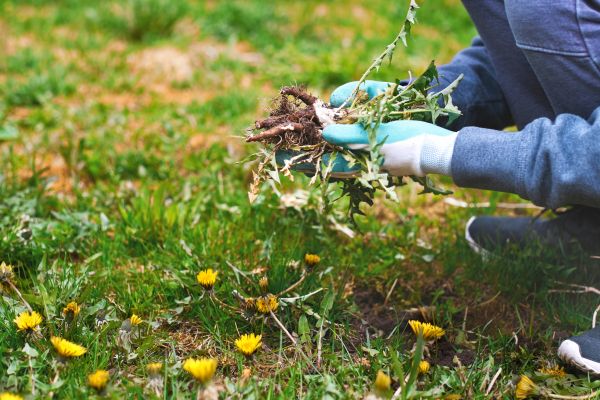 Flower Bed Clearing in Plant City