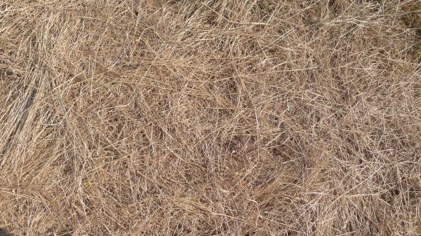 Pine Straw Replacement in Plant City
