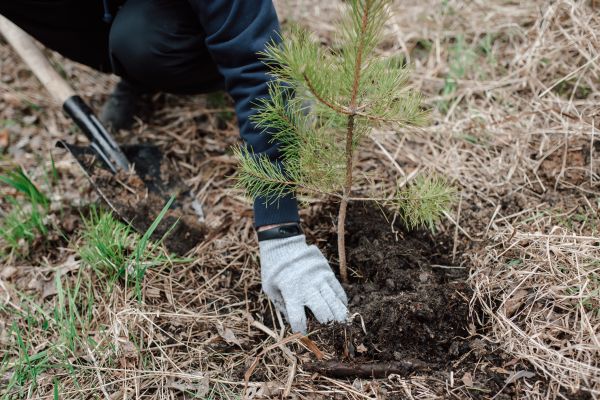 Pine Tree Planting in Plant City