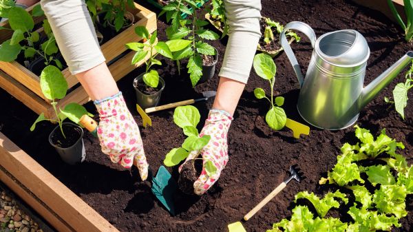 Garden Bed Installation in Plant City