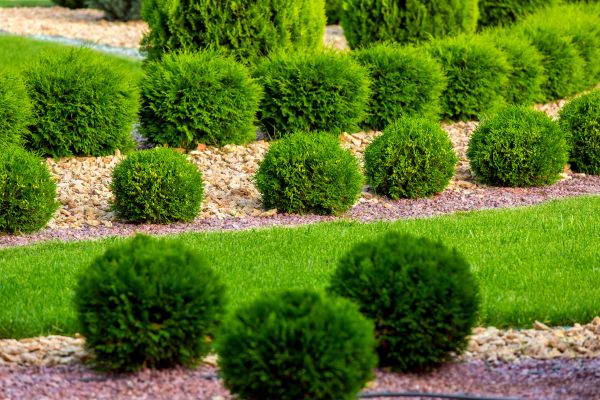 Bush Replacement in Plant City