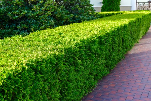 Hedge Installation in Plant City