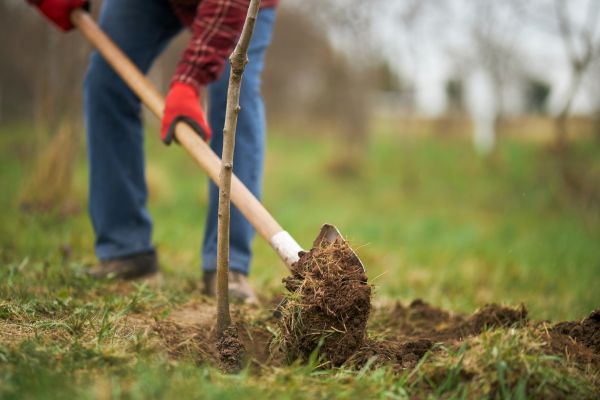 Trees Planting in Plant City