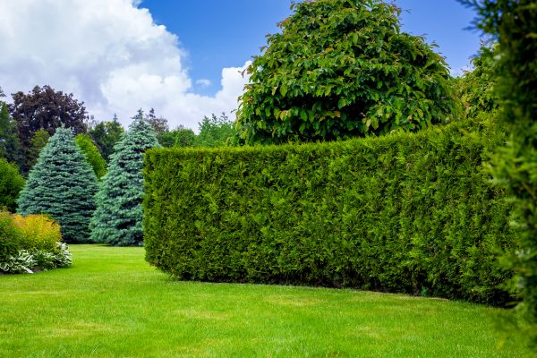 Hedge Landscaping in Plant City