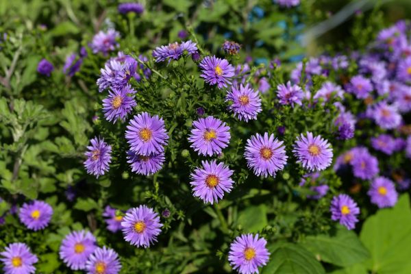 Perennial Flower Planting in Plant City