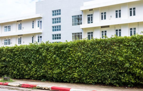 Privacy Landscaping in Plant City