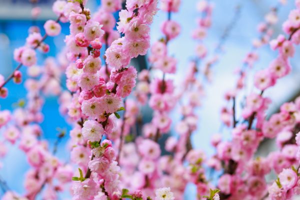 Japanese Cherry Tree Planting in Plant City