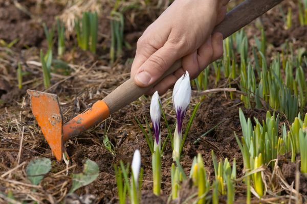 Flower Garden Weeding in Plant City