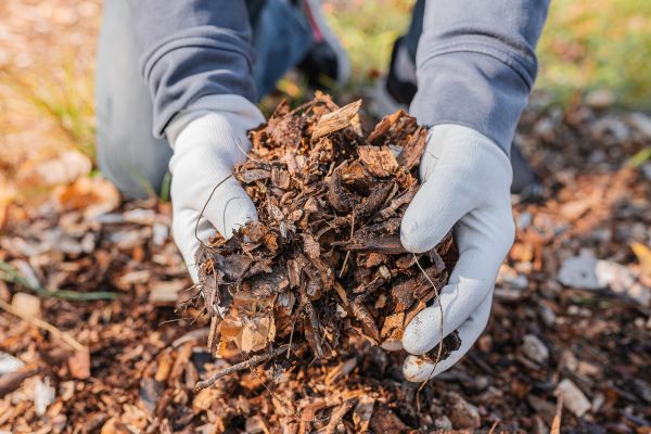 Shredded Mulch Installation in Plant City