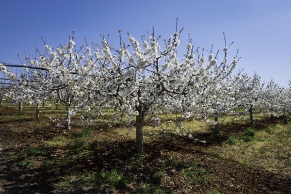 Orchard Planting in Plant City