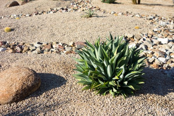 Xeriscaping Service in Plant City