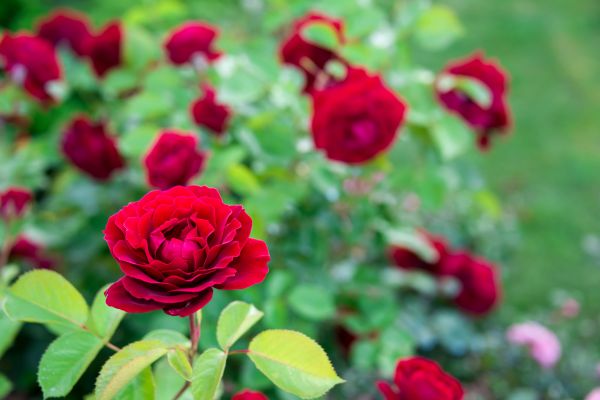 Rose Planting in Plant City