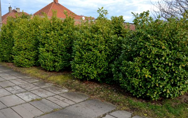 Privacy Shrub Installation in Plant City
