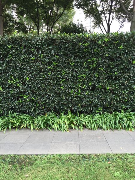 Privacy Shrub Planting in Plant City