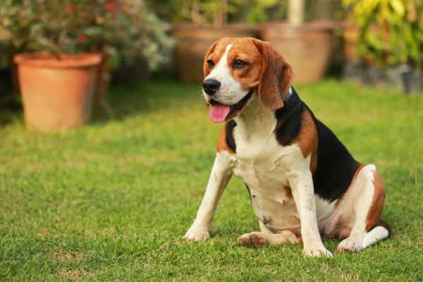 Dog Friendly Landscaping in Plant City
