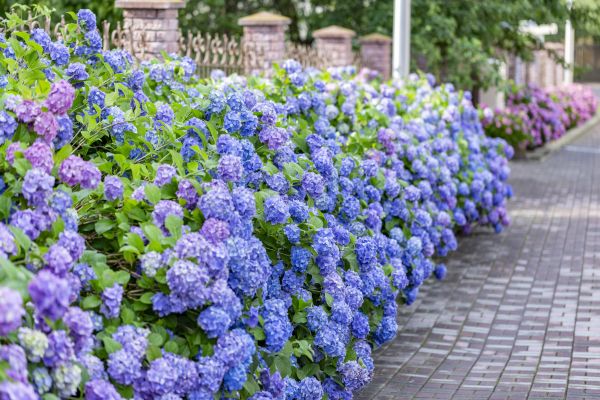 Hydrangea Landscaping in Plant City