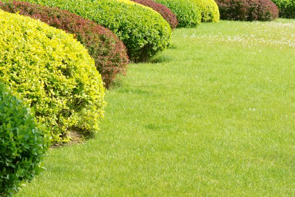 Shrubbery Planting in Plant City