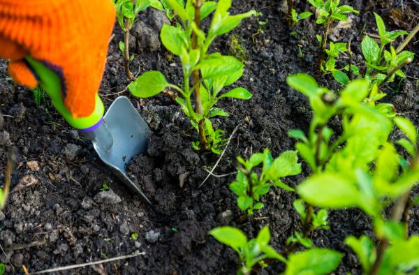 Hydrangea Planting in Plant City