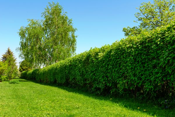 Hedge Replacement in Plant City