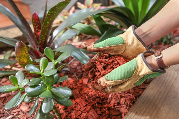 Cedar Mulch Installation in Plant City