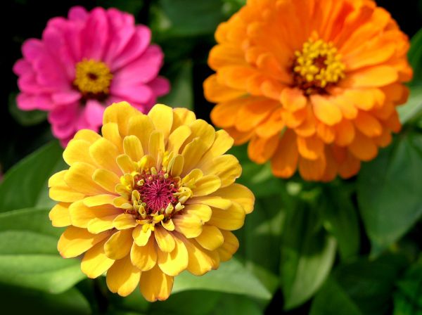 Zinnia Planting in Plant City