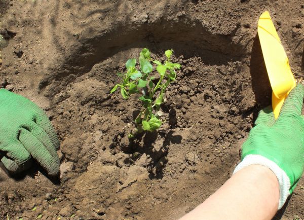 Rose Bush Planting in Plant City
